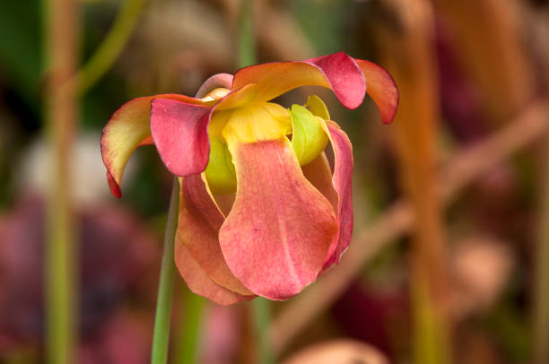 istock Pink flower of a pitfall plant 1256995201