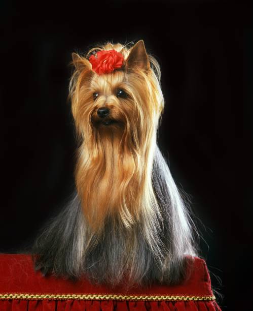 istock Yorkshire Terrier, Dog for Beauty Contest 1256995216