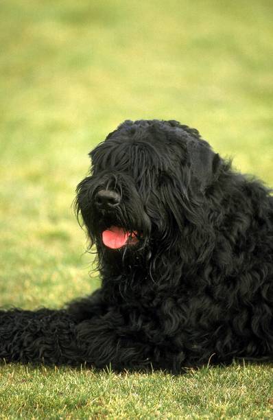 istock Black Russian Terrier laying on Lawn 1256995418