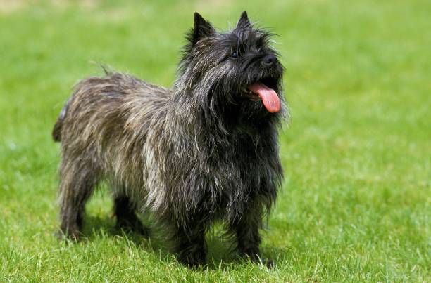 Cairn Terrier Dog standing on Lawn Cairn Terrier Dog standing on Lawn cairn terrier stock pictures, royalty-free photos & images