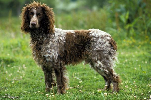 istock Audemer Spaniel Dog standing on Grass Bridge 1256995429