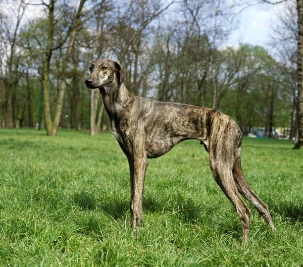 istock Sloughi Dog standing on Grass 1256995501