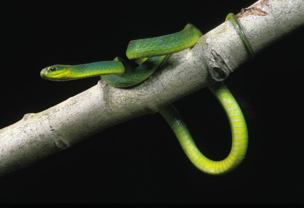 istock Green Snake, opheodrys major against Black Background 1256995523