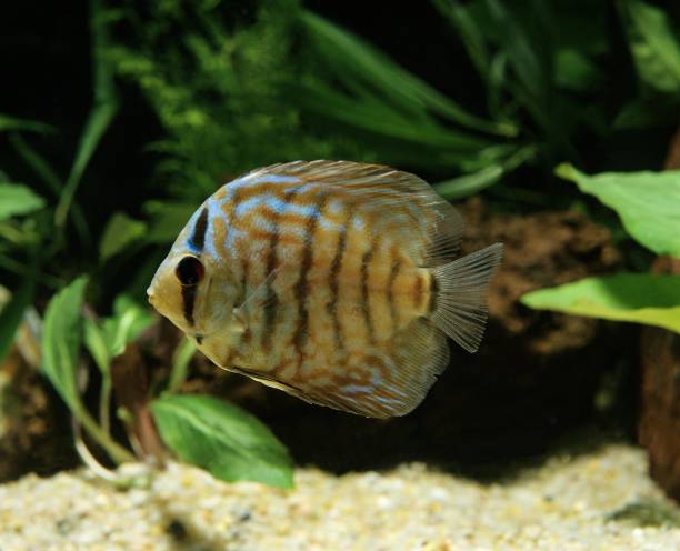 istock Discus Fish, symphysodon aequifasciatus 1256995626