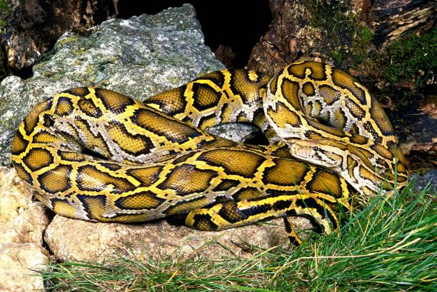 1,000+ Indian Python Photos Stock Photos, Pictures & Royalty-Free ...