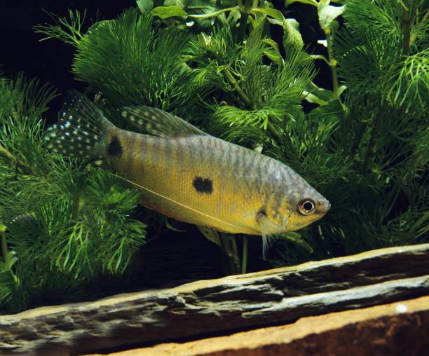 Gourami Fish, trichogaster trichopterus Gourami Fish, trichogaster trichopterus trichogaster trichopterus stock pictures, royalty-free photos & images