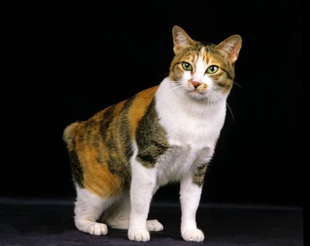 istock Japanese Bobtail Domestic Cat against Black Background 1256995656