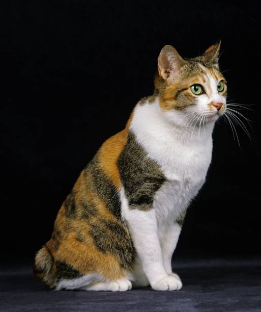 istock Japanese Bobtail Domestic Cat sitting against Black Background 1256995664