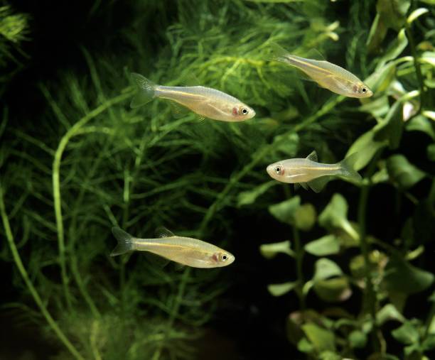 istock Pearl Danio, brachydanio albolineatus 1256995703
