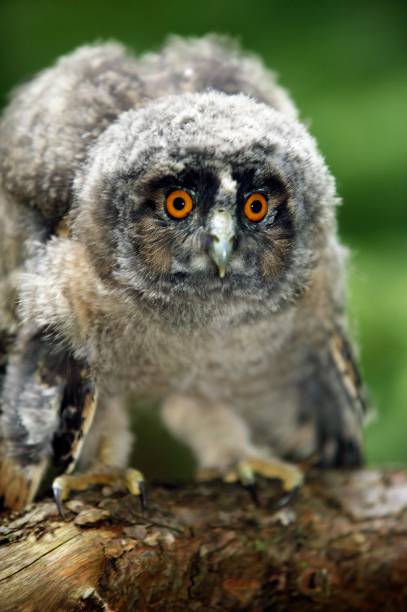 istock Long-eared Owl, asio otus, Chick standing on Branch, Normandy 1256995737