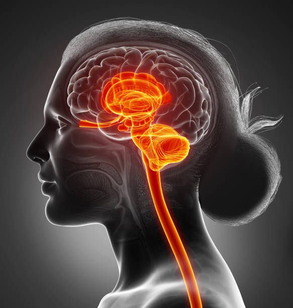 illustration médicalement précise rendue 3d de l’anatomie intérieure de cerveau - intermediate photos et images de collection