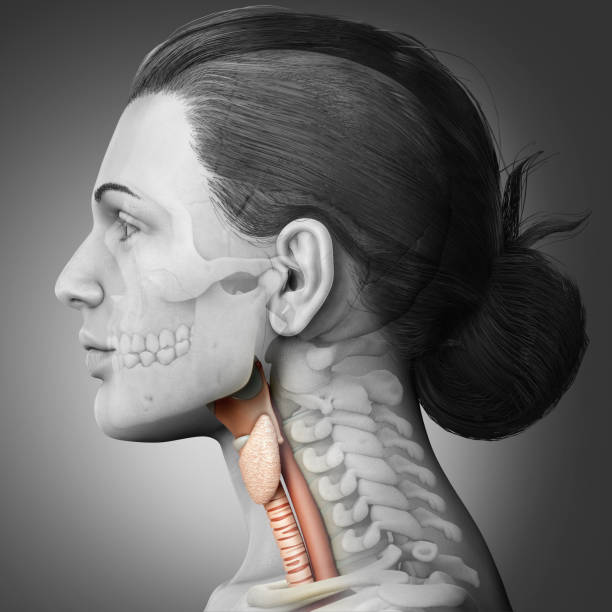 illustration médicalement précise rendue 3d de l’anatomie femelle de larynx - prominence photos et images de collection