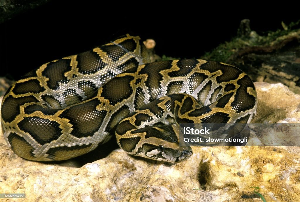 Indian Python Bird Indian Python Python Molurus Stock Photo - Download Image Now - Animal ...