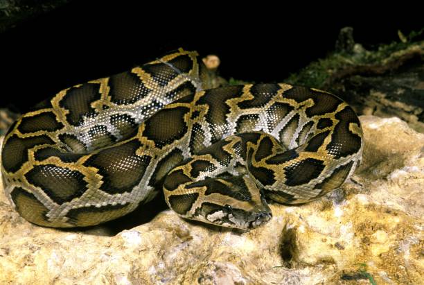 Indian Python Diet 1,000+ Indian Python Photos Stock Photos, Pictures & Royalty-Free ...
