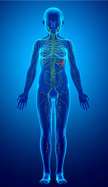 istock 3d rendered medically accurate illustration of a young girl lymphatic system 1256995803