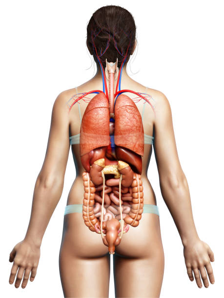 istock 3d rendered medically accurate illustration of female Internal organs 1256996371