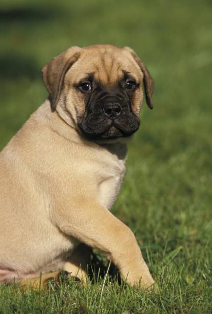 istock Bullmastiff Dog, Pup sitting on Grass 1256996937