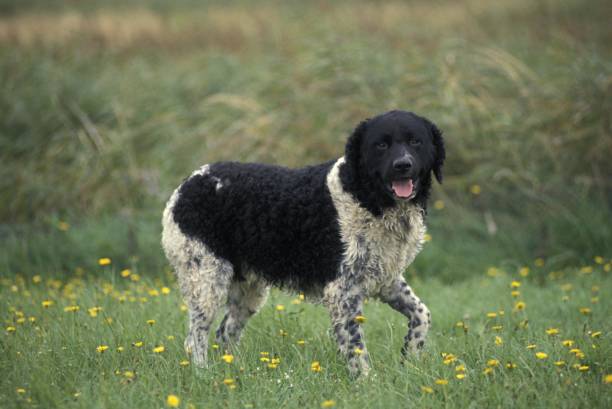 istock Frisian Water Dog standing on Grass 1256996962