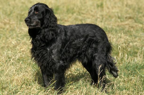 istock Blue Picardy Spaniel, Dog standing on Grass 1256996978