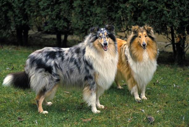 istock Collie Dog standing on Grass 1256996983