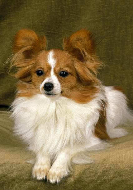 istock Papillon Dog or Continental Toy Spaniel 1256996997