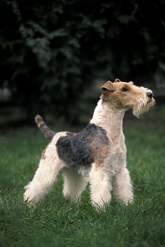 Wire-Haired Fox Terrier, Dog standing on Grass