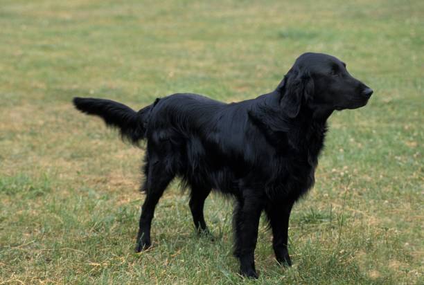 istock Flat Coated Retriever, Dog standing on Grass 1256997090