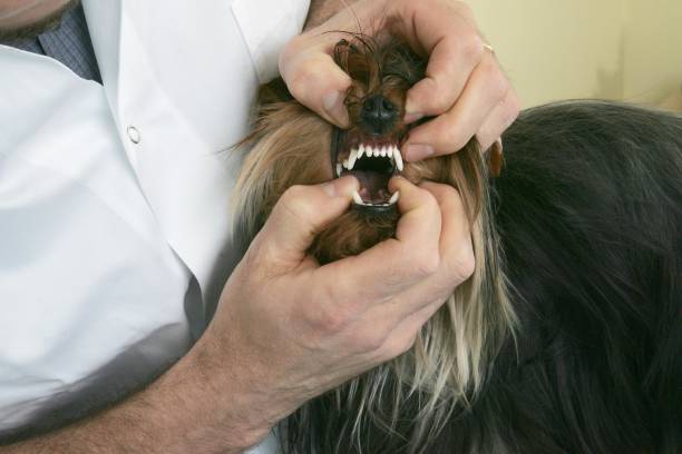 istock Yorkshire Terrier Dog with Vet 1256997092