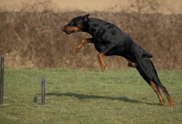 istock Dobermann Dog or Dobermann Pinscher, Male leaping Hurdle at agility training 1256997115