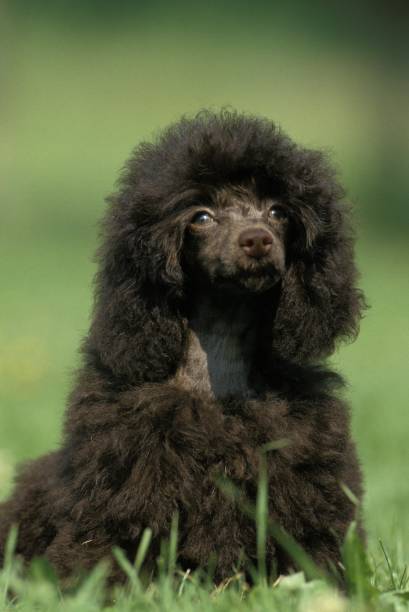 istock Black Standard Poodle, Dog sitting on Grass 1256997195