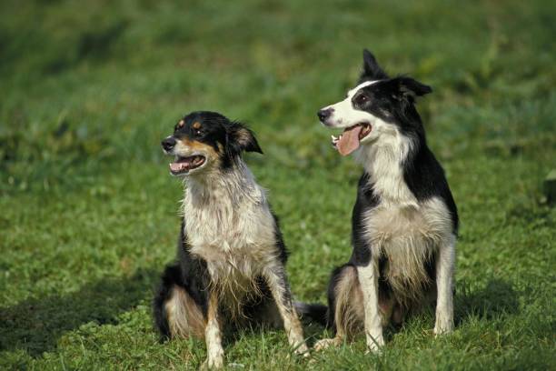 istock Border Collie Dog, sitting on Grass 1256997227