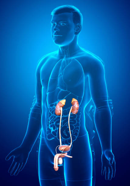 Anatomy of the human urinary system. 3d illustration