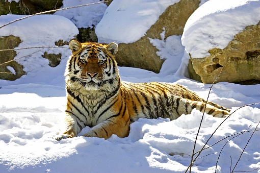 Siberian Tiger, panthera tigris altaica Laying on Snow