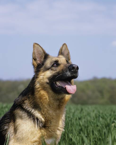 istock German Shepherd Dog, Portrait 1256997419