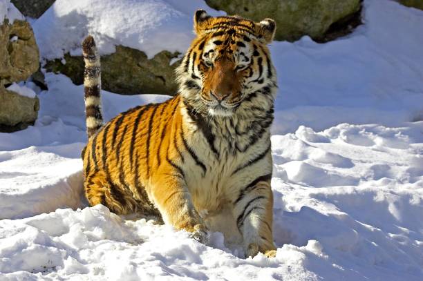 istock Siberian Tiger, panthera tigris altaica standing on Snow 1256997421
