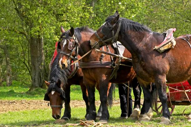 istock Harnessed Cob Normand Horse 1256997424