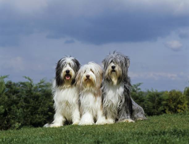 istock Bearded Collie, Dog sitting on Lawn 1256997427