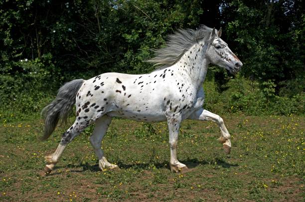 istock Appaloosa Horse Galloping through Meadow 1256997735
