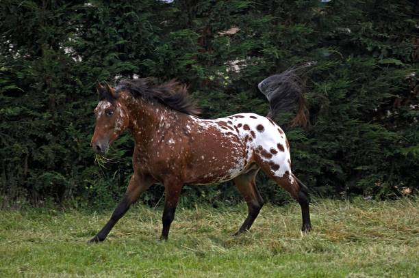istock Appaloosa Horse Galloping through Meadow 1256997736