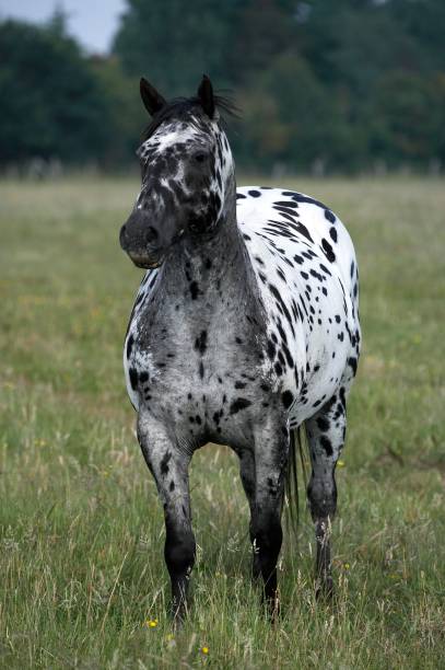 istock Appaloosa Horse standing in Meadow 1256997744