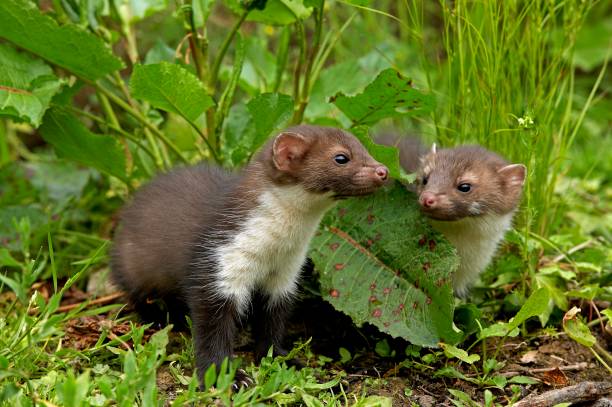 istock Young Stone Marten or Beech Marten, martes foina, Normandy 1256997745