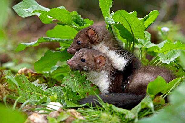 istock Young Stone Marten or Beech Marten, martes foina, Normandy 1256997748