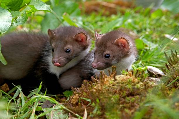 istock Young Stone Marten or Beech Marten, martes foina, Normandy 1256997754