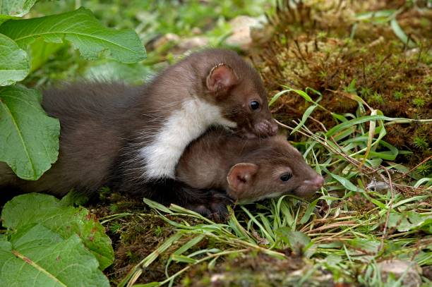 istock Young Stone Marten or Beech Marten, martes foina, Normandy 1256997756