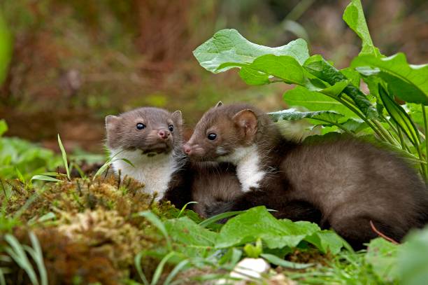 istock Young Stone Marten or Beech Marten, martes foina, Normandy 1256997760