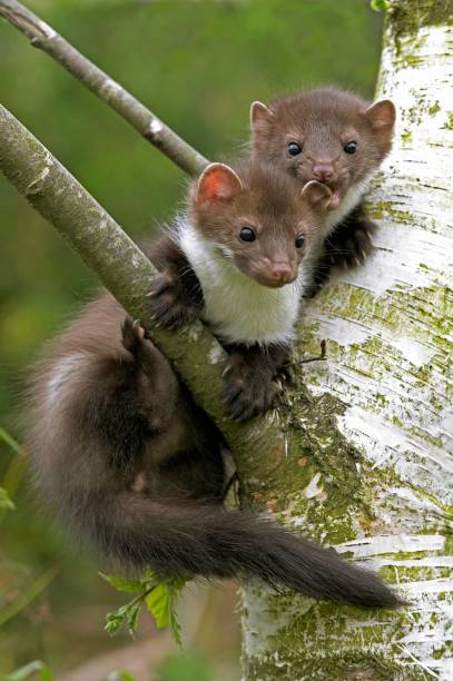 istock Young Stone Marten or Beech Marten, martes foina, Playing in Tree, Normandy 1256997768