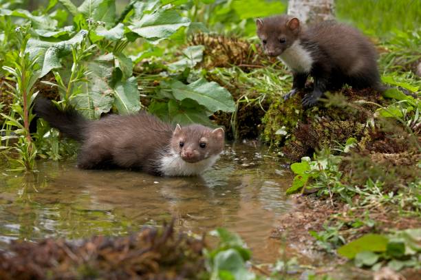 istock Young Stone Marten or Beech Marten, martes foina, Normandy 1256997771