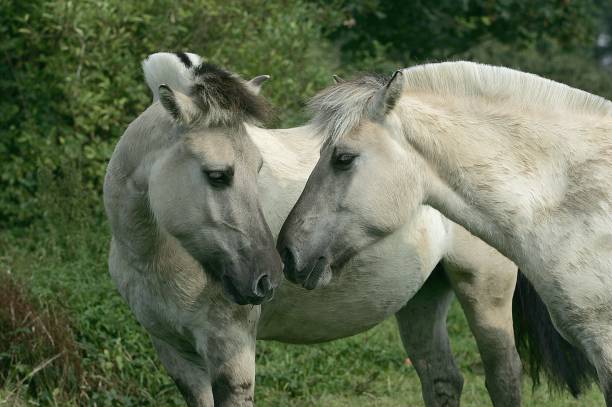 istock Norwegian Fjord Horse 1256998898