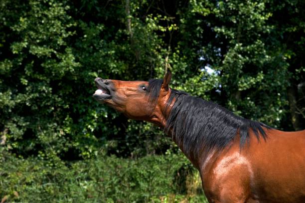 Purebred mare laughing in riding hall unknown location