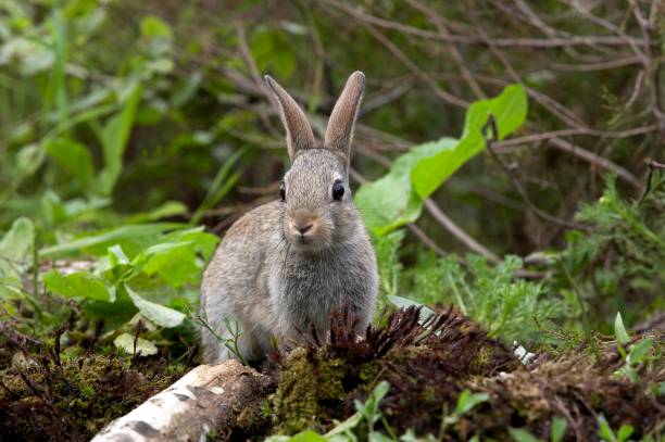istock Young European Rabbit, oryctolagus cuniculus, Normandy 1256998970
